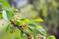 Small young ovaries of cherries. The concept of gardening, DIY, growing fruit, non-GMO, naturalness and usefulness Royalty Free Stock Photo