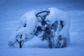 Small young pine bent under the weight of the snow that covered it Royalty Free Stock Photo