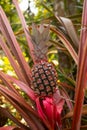 Young pineapple growing in Cambodia