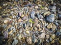 Small young plant is growing on colorful rock.Young green plant or tree with leaves growing out of dry barren stones background Royalty Free Stock Photo