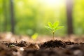 Small young plant sprout in the forest close up Royalty Free Stock Photo