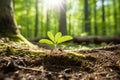 Small young plant sprout in the forest close up Royalty Free Stock Photo