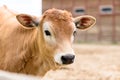 Small young red or brown cow calf portrait farm animal outdoor agriculture in a village or on a ranch Royalty Free Stock Photo