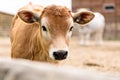 Small young red or brown cow calf portrait farm animal outdoor agriculture in a village or on a ranch Royalty Free Stock Photo