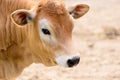 Small young red or brown cow calf portrait farm animal outdoor agriculture in a village or on a ranch Royalty Free Stock Photo