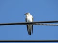 A small young river tern Tachycineta albiventer Royalty Free Stock Photo