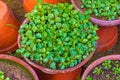 Small Young seedlings of plants in flower nursery