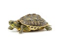 Small tortoise with detailed shell on a white background Royalty Free Stock Photo