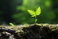 Small young tree growing in the forest close up Royalty Free Stock Photo