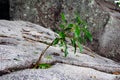 A small young tree growing through the stone Royalty Free Stock Photo