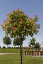 Small young tree with pink flowers in a park with lots of grass and gardens Royalty Free Stock Photo