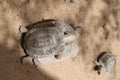 Small Young Turtle on a Big Turtle