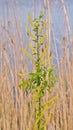 small young willow tree with green catkins and leaves - salix