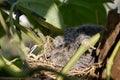 Small Red Collared Dove in a nest on a tree