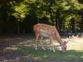 small Zoo Lange Erlen or Erlen-Verein Basel Royalty Free Stock Photo