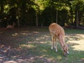 small Zoo Lange Erlen or Erlen-Verein Basel Royalty Free Stock Photo