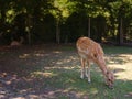 small Zoo Lange Erlen or Erlen-Verein Basel Royalty Free Stock Photo