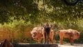 small Zoo Lange Erlen or Erlen-Verein Basel Royalty Free Stock Photo