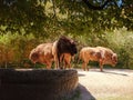 small Zoo Lange Erlen or Erlen-Verein Basel Royalty Free Stock Photo