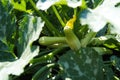 A small Zucchini in the garden, in the shade of its own leaves Royalty Free Stock Photo