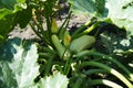 A small Zucchini in the garden, in the shade of its own leaves Royalty Free Stock Photo