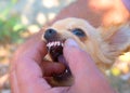 Smaller breeds health issues. Retained diciduous teeth.