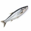 Real Photo Of Lovely Herring Fish On White Background Royalty Free Stock Photo