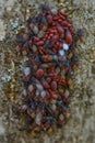 Lime seed bug Oxycarenus levaterae making group for winter hibernation Royalty Free Stock Photo