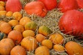 Smaller orange and giant red pumpkins Cucurbita Pepo placed on hay covered floor after harvest. Royalty Free Stock Photo