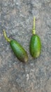 Smallest avocado fruits harvesting in Nepal