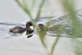 The Little Grebe Tachybaptus ruficollis, also known as Dabchick, is a member of the grebe family of water birds.