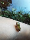 Smallest green frog