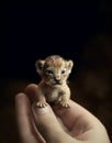 The smallest lion in the world held on your finger