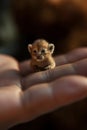 The smallest lion in the world held on your finger