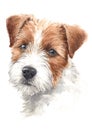 Water Colour Painting Of Dogs With Brown-white Hairs Jack Russell 030