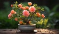 the smallest peach-colored bonsai rose plant, nestled in its designed pot