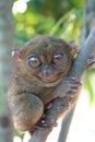 The Smallest Primate Royalty Free Stock Photo