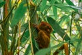 The smallest primate - Carlito Syrichta in Tarsier Sanctuary in Bohol Island