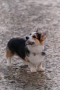 Smallest Shepherd in the world. Walking with dog in fresh air. Cute teen puppy Welsh Corgi pembroke tricolor stands on concrete