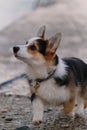 The smallest Shepherd in the world. Walking with a dog in the fresh air. Cute teen puppy Welsh Corgi Pembroke Tricolor walks along