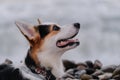 Smallest Shepherd in world. Walking with dog in fresh air. Large portrait of cute Pembroke tricolor Welsh corgi puppy against