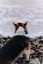 Smallest Shepherd in world. Walking puppy in nature in morning. Welsh Corgi Pembroke tricolor sits on pebble beach in morning