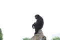 Overlooking-Chimpanzee-Pan troglodytes Royalty Free Stock Photo