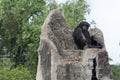 The throne of the king-Chimpanzee-Pan troglodytes Royalty Free Stock Photo