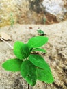 The smallest sugar apple tree