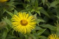 Inula hookeri also Hooker inula, a large yellow daisy with long thin elegant petals.