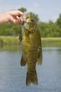 Smallmouth Bass