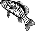 Smallmouth Bass - American Fishes - Logo Fish