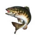 Smallmouth bass jumps out of water illustration isolate realistic. Royalty Free Stock Photo