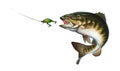 Smallmouth bass jumps out of water illustration isolate realistic. Royalty Free Stock Photo